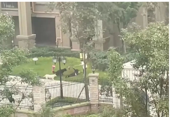 成都女童遭烈犬撕咬事件:必须将狗主人绳之以法!