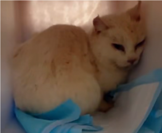 昆明“猴子虐猫事件”持续发酵,背后需要思考什么?