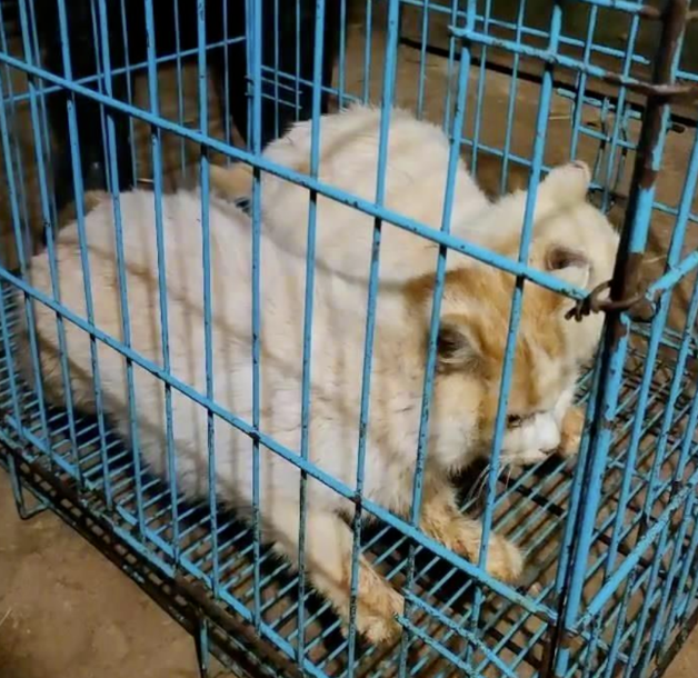 昆明“猴子虐猫事件”持续发酵,背后需要思考什么?
